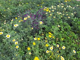 Flora and fauna