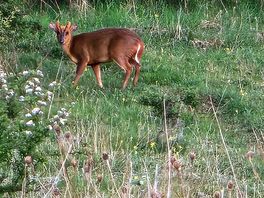 Deer