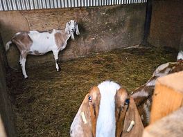 Couple of goats in a small barn on site