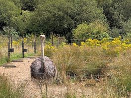 Olive the ostrich