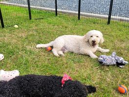 Oscar and molly chilling in the garden space.
