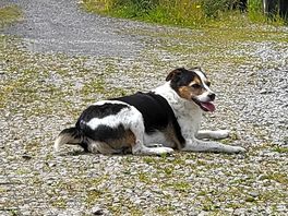 Sid the dog