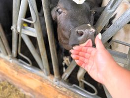 Cow!