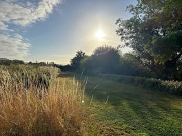 Dog walking field