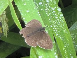 Butterflies and moths everywhere.