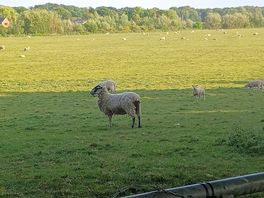 Field at the back of campsite