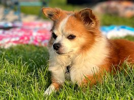 Happy doggy