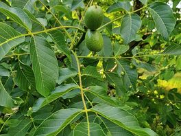Walnuts