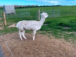 Lovely alpacas