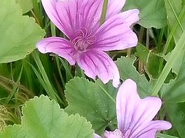 Wild geraniums