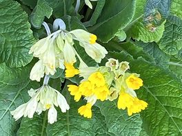Cowslips