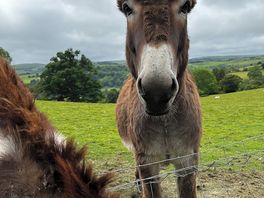 Barney the donkey