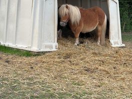 Pony