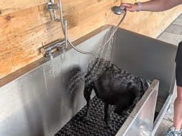 On site dog wash
