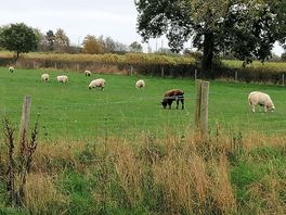 Sheep grazing along the beck walk