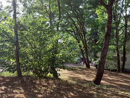 Shady, forest pitches.