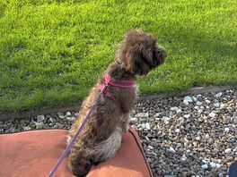 Daphne enjoying her first night away in the van