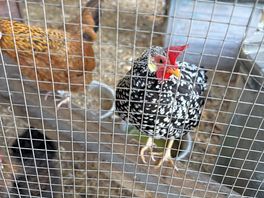 The very friendly chickens at the red lion