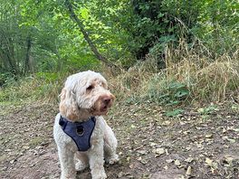 Dog walking track