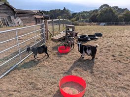 Feeding the goats