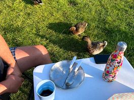 Local ducks came to join us for breakfast!