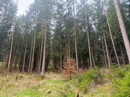Woods
