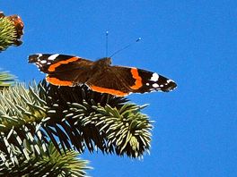 Admiral butterfly at our pitch