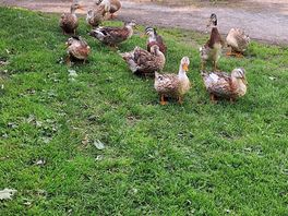 The adorable farm ducks that just melts your heart everytime you see them!