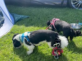 Dog walk on site