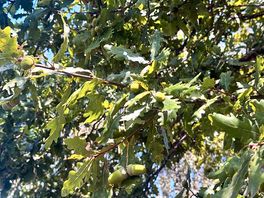 Oak tree
