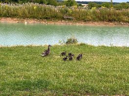 Cute ducks everywhere