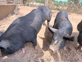 Piggies!