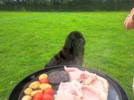 Betty waiting for brekkie.