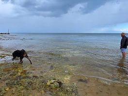 Short walk from the site to a dog friendly beach