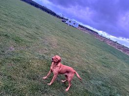 Even the dog loved it