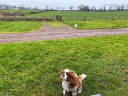 The pitch