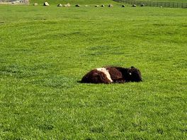 Cow