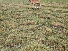 Baby horses running everywhere in the summer time