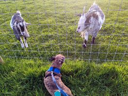 Little eddie meeting the locals
