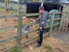 Stroking the goats