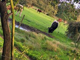 Cows saying good morning.