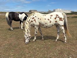 Lots of horses