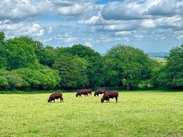 Nearby field