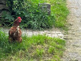 Coolest chickens!
