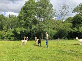 Alpacas!