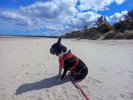 My dog enjoying the white sand of nairn beach...and the gorgeous blue sky!