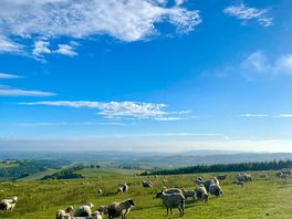 Sheep!