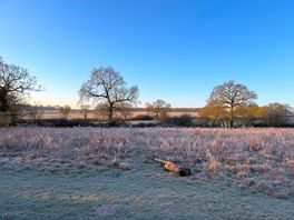 Frosty