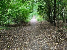 Beautiful woodland