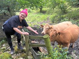 Monsal dale farm cows on long lane